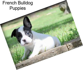 French Bulldog Puppies