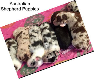 Australian Shepherd Puppies