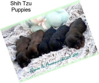 Shih Tzu Puppies