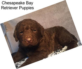 Chesapeake Bay Retriever Puppies