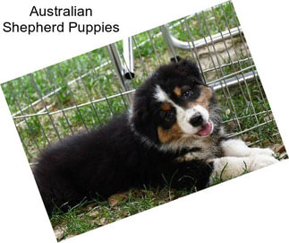 Australian Shepherd Puppies