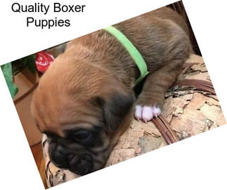 Quality Boxer Puppies
