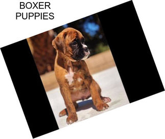 BOXER PUPPIES