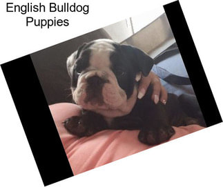 English Bulldog Puppies