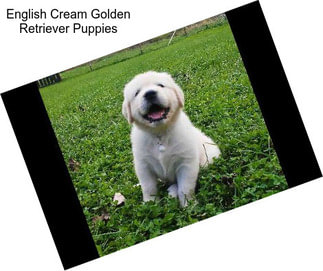 English Cream Golden Retriever Puppies