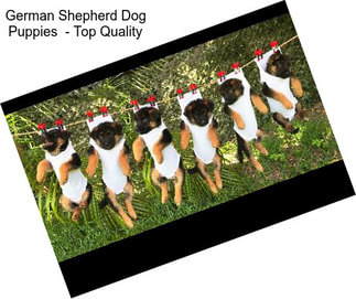 German Shepherd Dog Puppies  - Top Quality