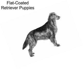 Flat-Coated Retriever Puppies