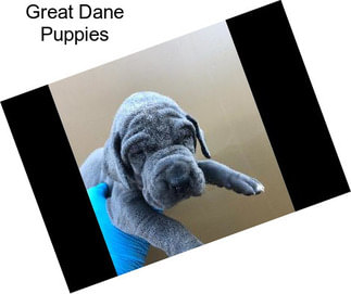 Great Dane Puppies