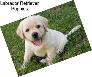 Labrador Retriever Puppies