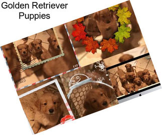 Golden Retriever Puppies