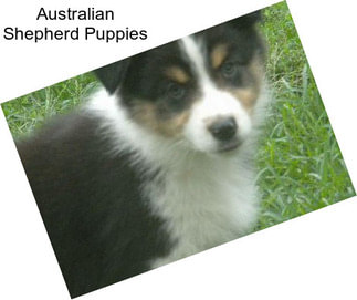 Australian Shepherd Puppies