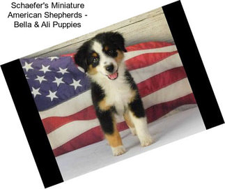 Schaefer\'s Miniature American Shepherds - Bella & Ali Puppies