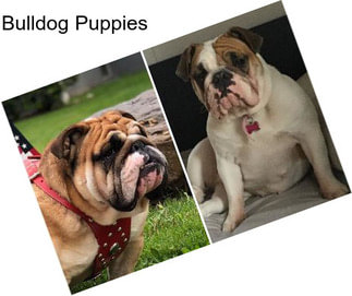 Bulldog Puppies