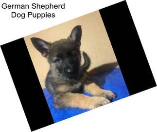 German Shepherd Dog Puppies