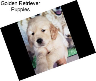 Golden Retriever Puppies