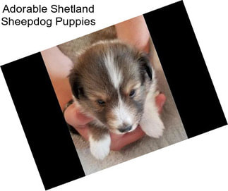 Adorable Shetland Sheepdog Puppies