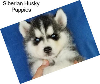 Siberian Husky Puppies