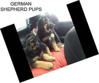 GERMAN SHEPHERD PUPS