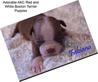 Adorable AKC Red and White Boston Terrier Puppies