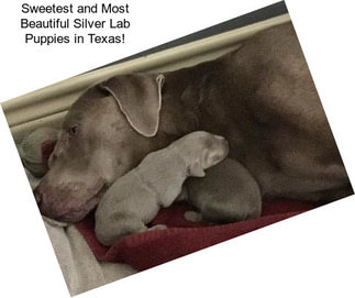 Sweetest and Most Beautiful Silver Lab Puppies in Texas!