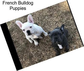 French Bulldog Puppies