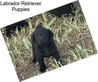 Labrador Retriever Puppies