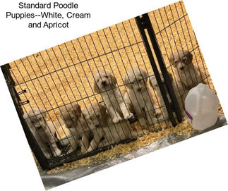 Standard Poodle Puppies--White, Cream and Apricot