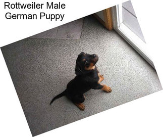 Rottweiler Male German Puppy