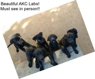 Beautiful AKC Labs! Must see in person!!