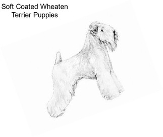 Soft Coated Wheaten Terrier Puppies