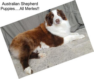 Australian Shepherd Puppies....All Merles!!