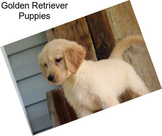 Golden Retriever Puppies