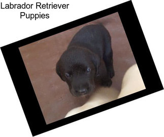 Labrador Retriever Puppies