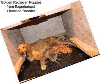 Golden Retriever Puppies from Experienced, Licensed Breeder