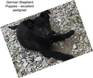German Shepherd Puppies - excellent pedigree!