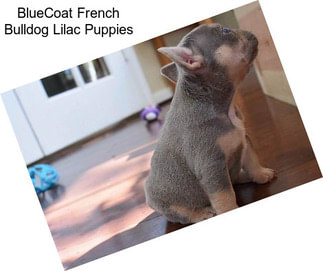 BlueCoat French Bulldog Lilac Puppies