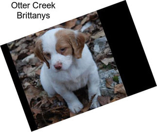 Otter Creek Brittanys