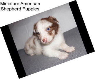 Miniature American Shepherd Puppies