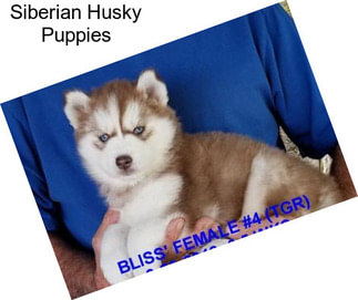 Siberian Husky Puppies