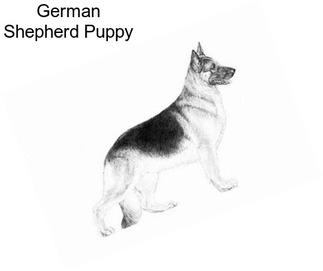 German Shepherd Puppy