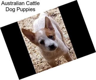 Australian Cattle Dog Puppies