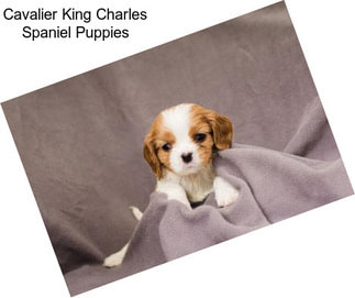 Cavalier King Charles Spaniel Puppies