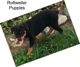 Rottweiler Puppies