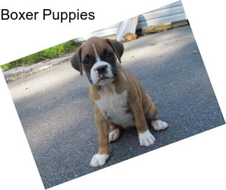 Boxer Puppies