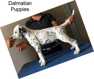 Dalmatian Puppies