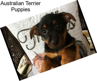 Australian Terrier Puppies