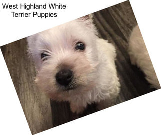 West Highland White Terrier Puppies