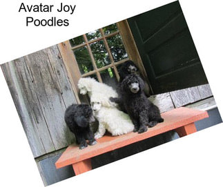 Avatar Joy Poodles