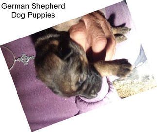 German Shepherd Dog Puppies