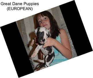 Great Dane Puppies (EUROPEAN)